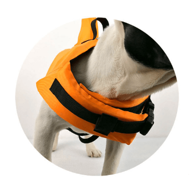 Petfin Swimwear: Stylish And Sporty Life Jacket For Dogs